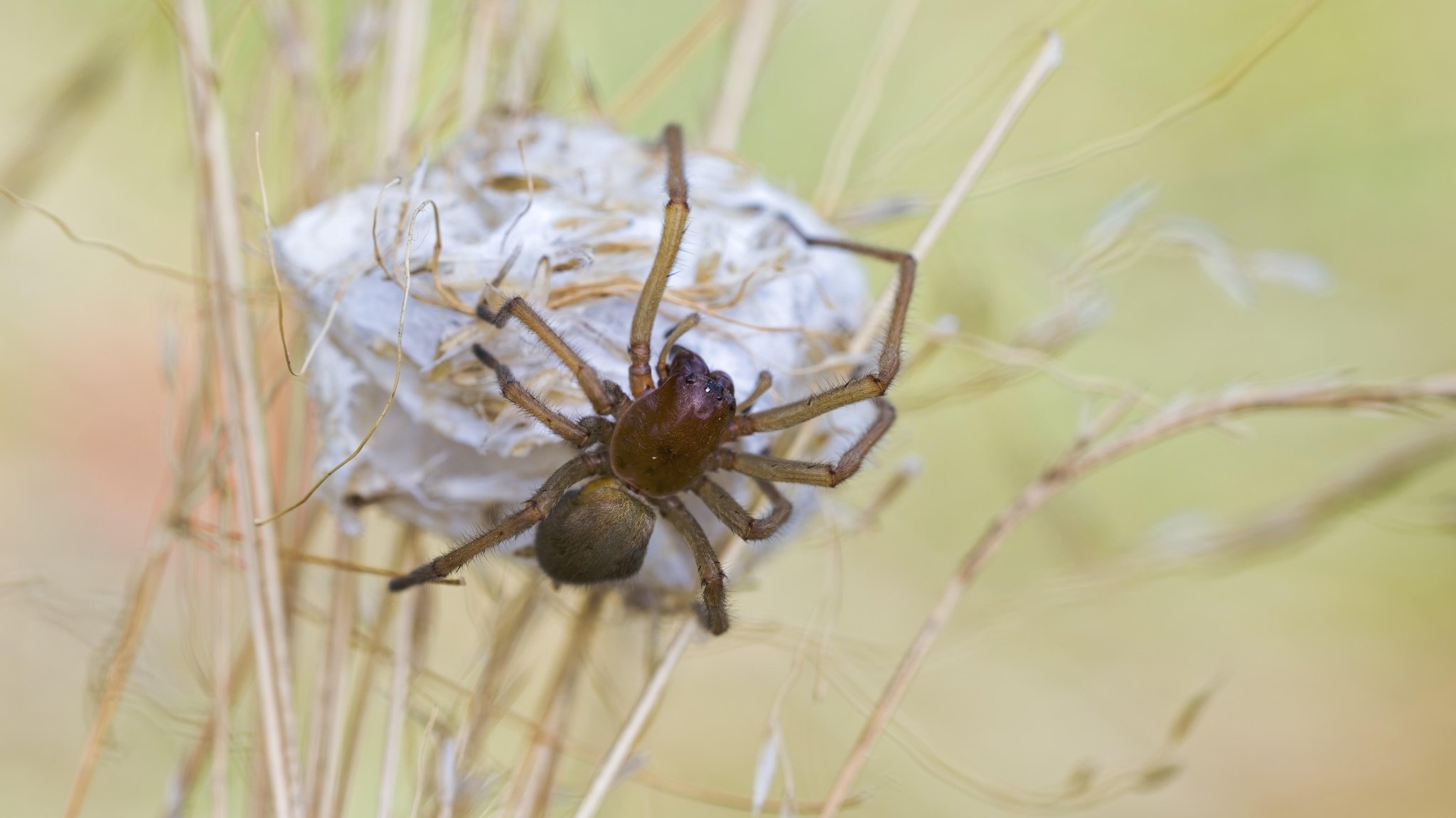 Ammen-Dornfinger Weibchen, Cheiracanthium punctorium, auf ihrem Gespinst