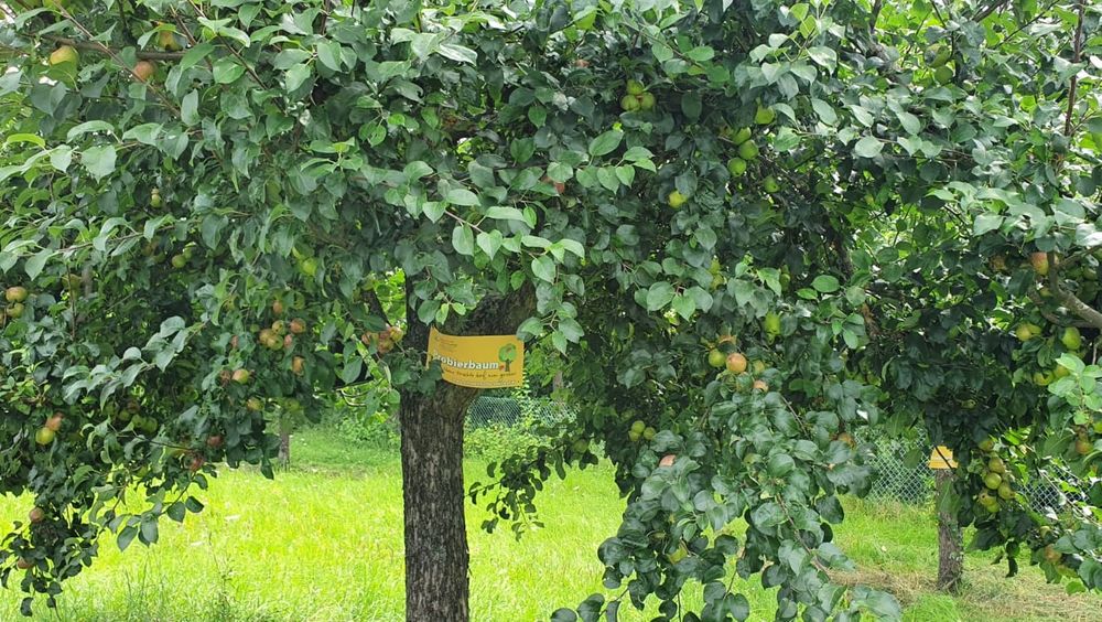 Allianz Schweinfurter OberLand gibt Obst zum Pflücken frei