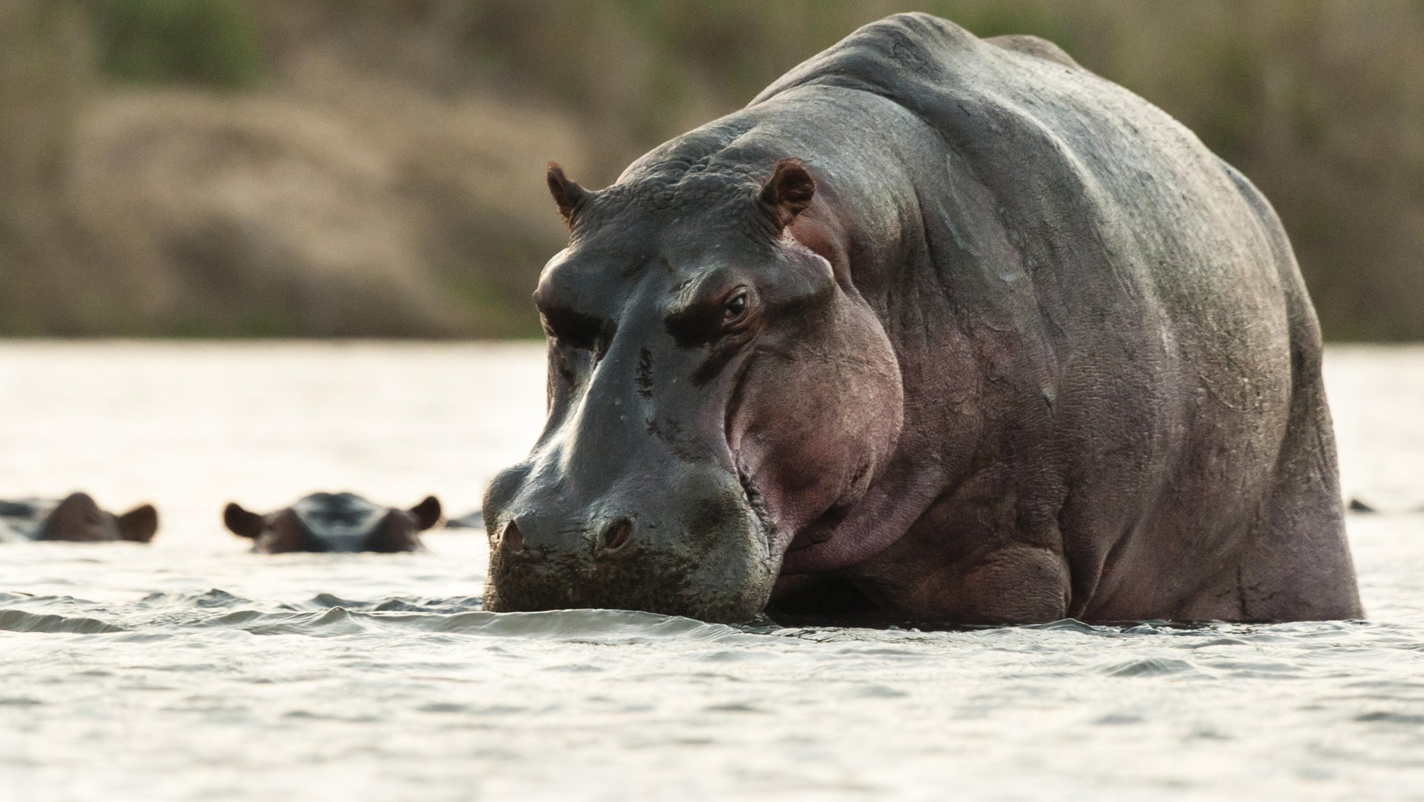 Nilpferd in einem Fluss im Krüger Nationalpark in Südafrika