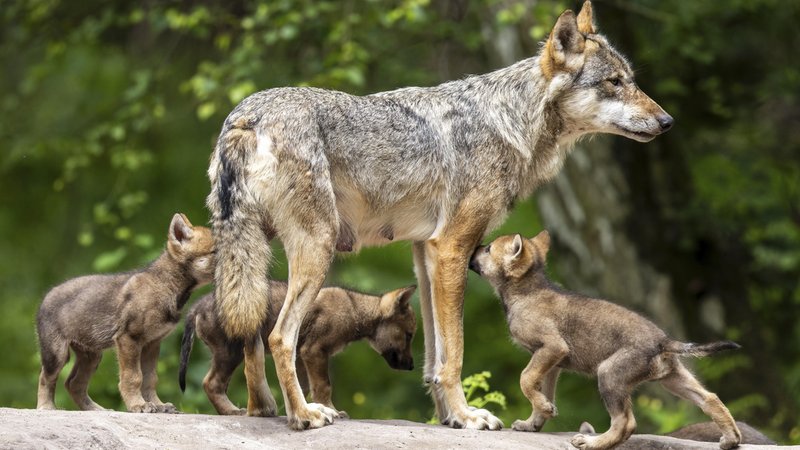 Wölfin mit Jungen | Bild: picture alliance / imageBROKER | Ronald Wittek Wölfin mit Jungen