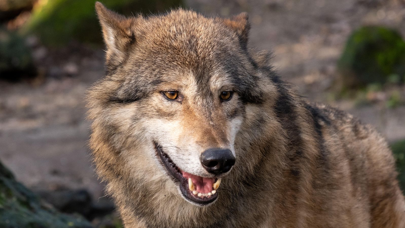 Wolf hrozil střelbou rozdrcený v Česku