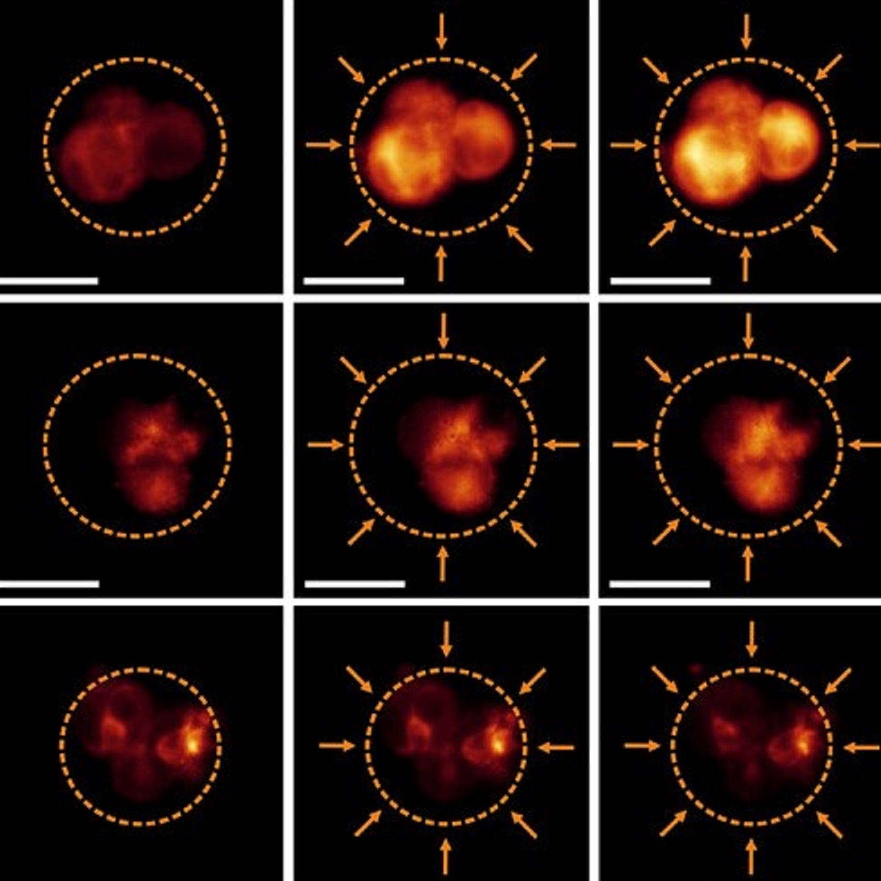 Nanoroboter - So können sie die Entwicklung von Stammzellen steuern