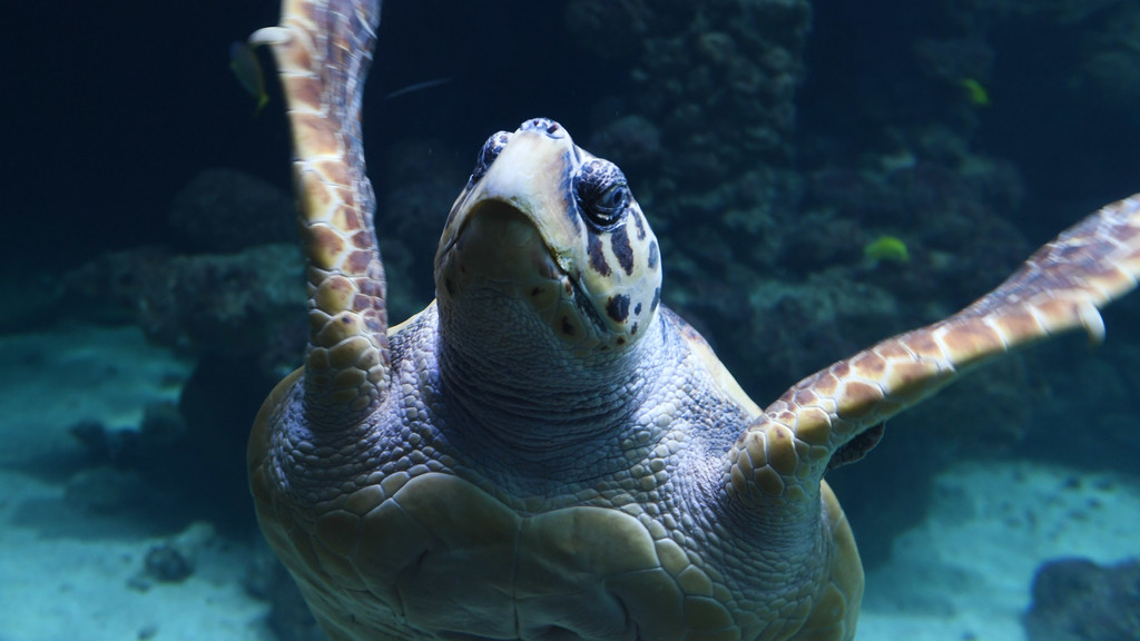 Eine Unechte Karettschildkröte schwimmt im Wasser.