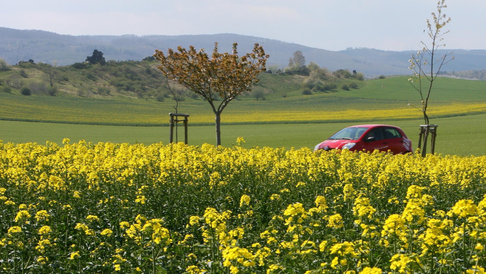 Blühendes Rapsfeld mit Auto