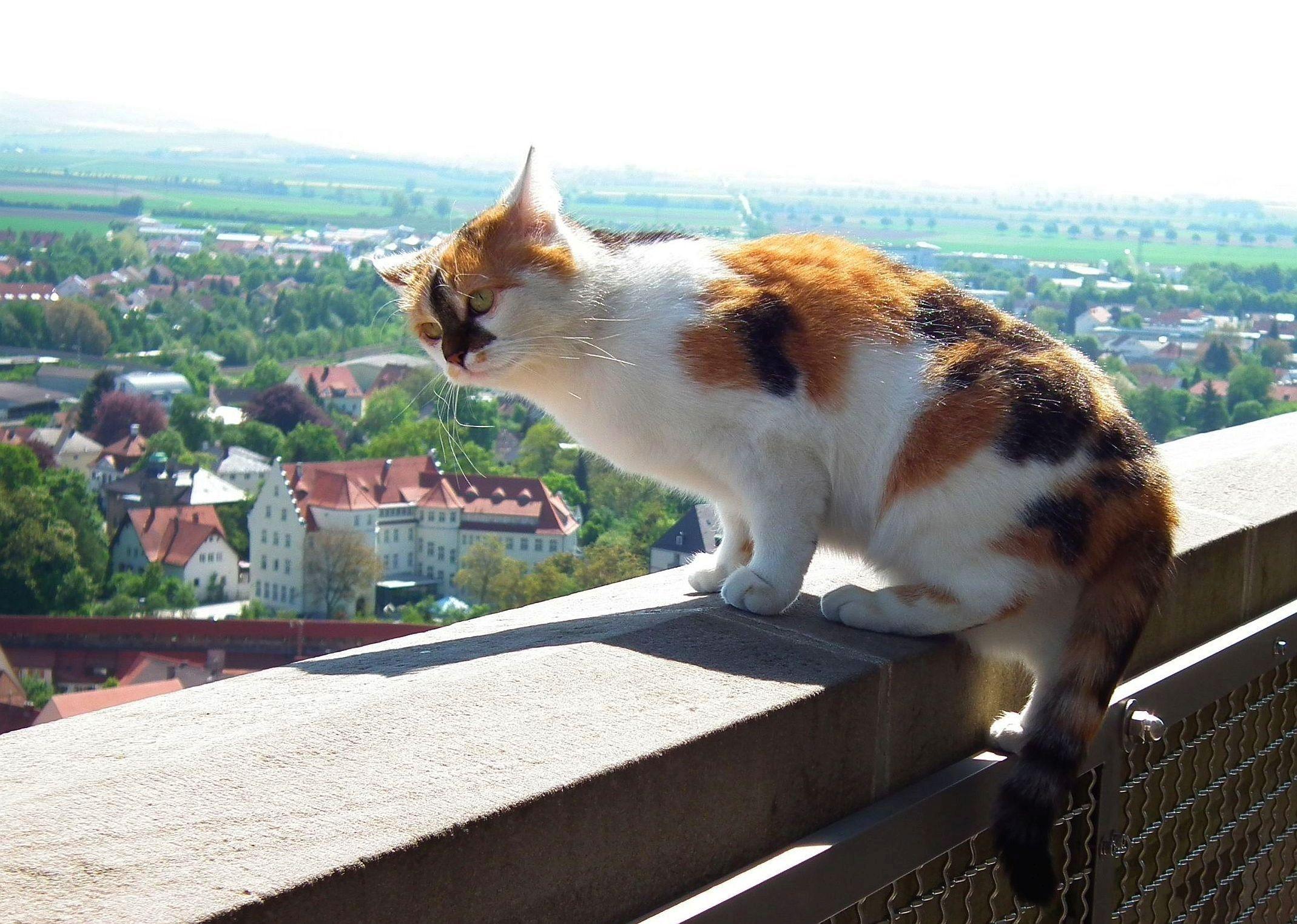Katze "Wendelstein" sitzt auf dem Geländer des Besucherrundgangs um den Kirchturm.