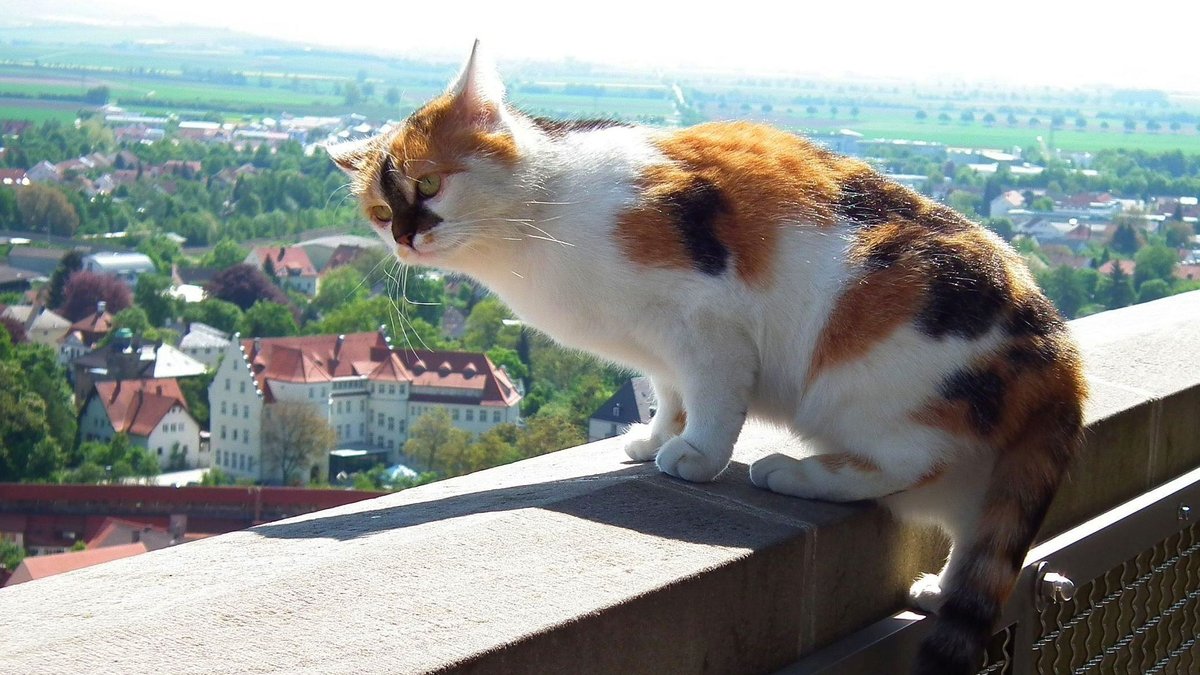 Katze "Wendelstein" sitzt auf dem Geländer des Besucherrundgangs um den Kirchturm.