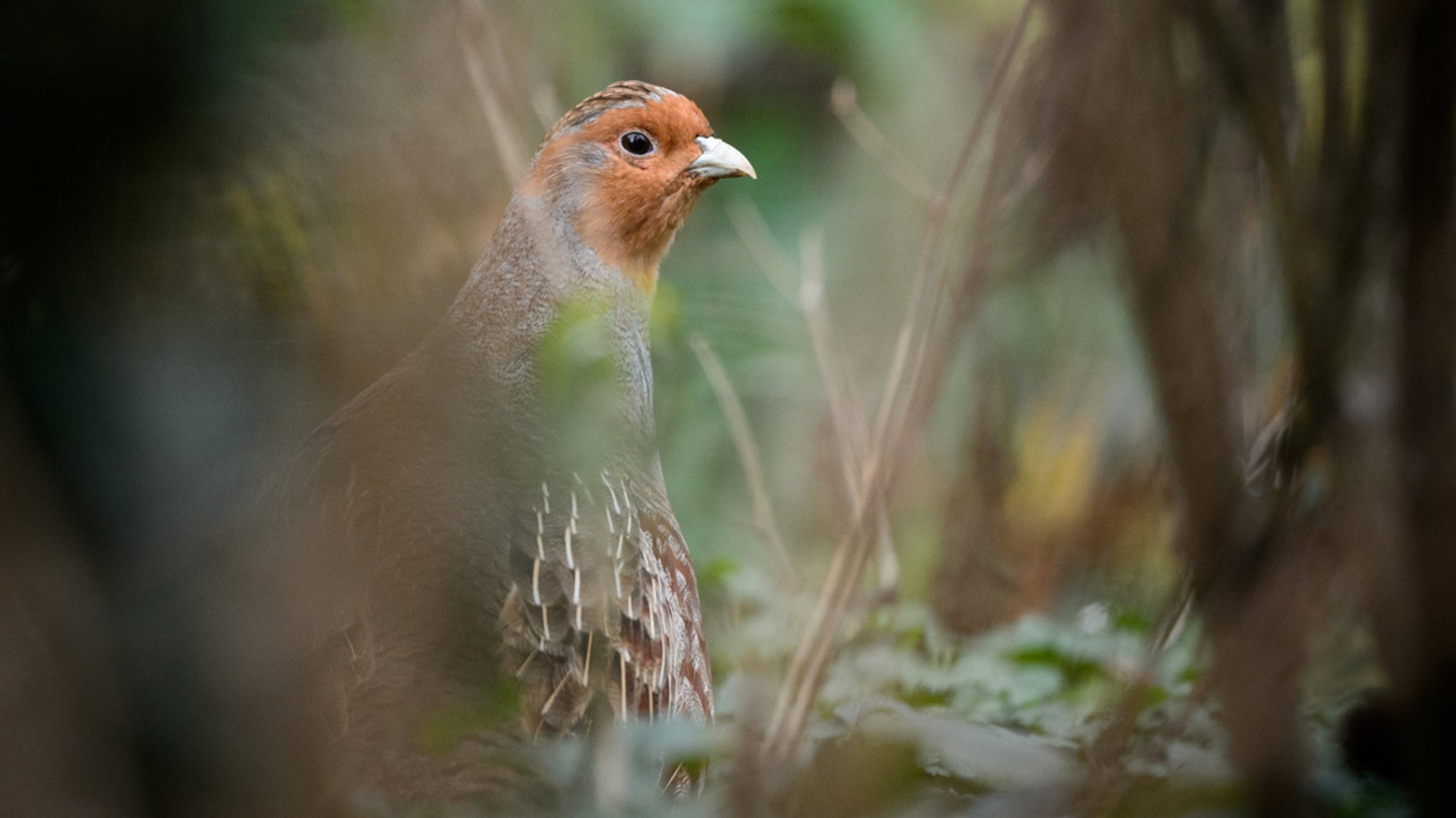 Gefährdete Rebhühner in den Pegnitzauen ausgewildert