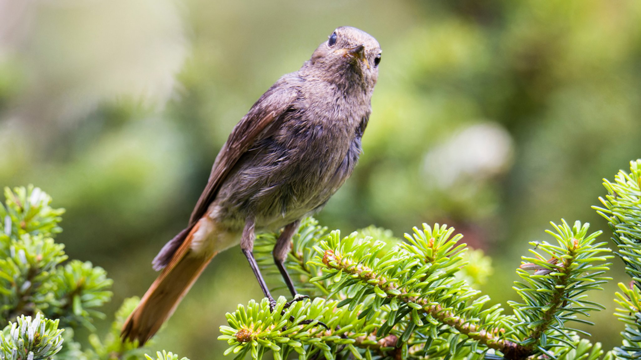 Weiblicher Hausrotschwanz (Phoenicurus ochruros) auf dem Ast eines Nadelbaums.