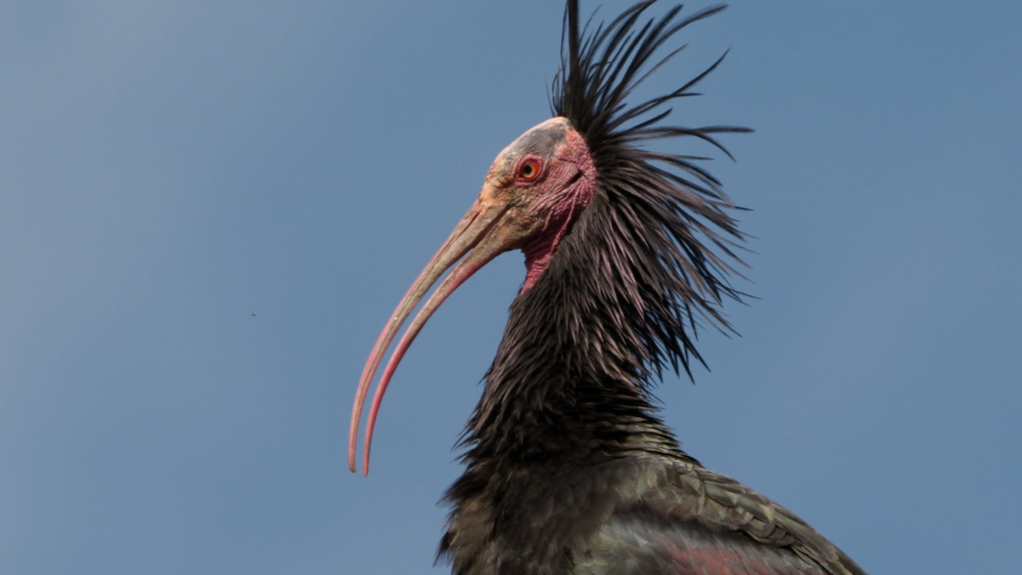 Flug-Nachhilfe für Vögel: Waldrappe aus Bayern erreichen Spanien