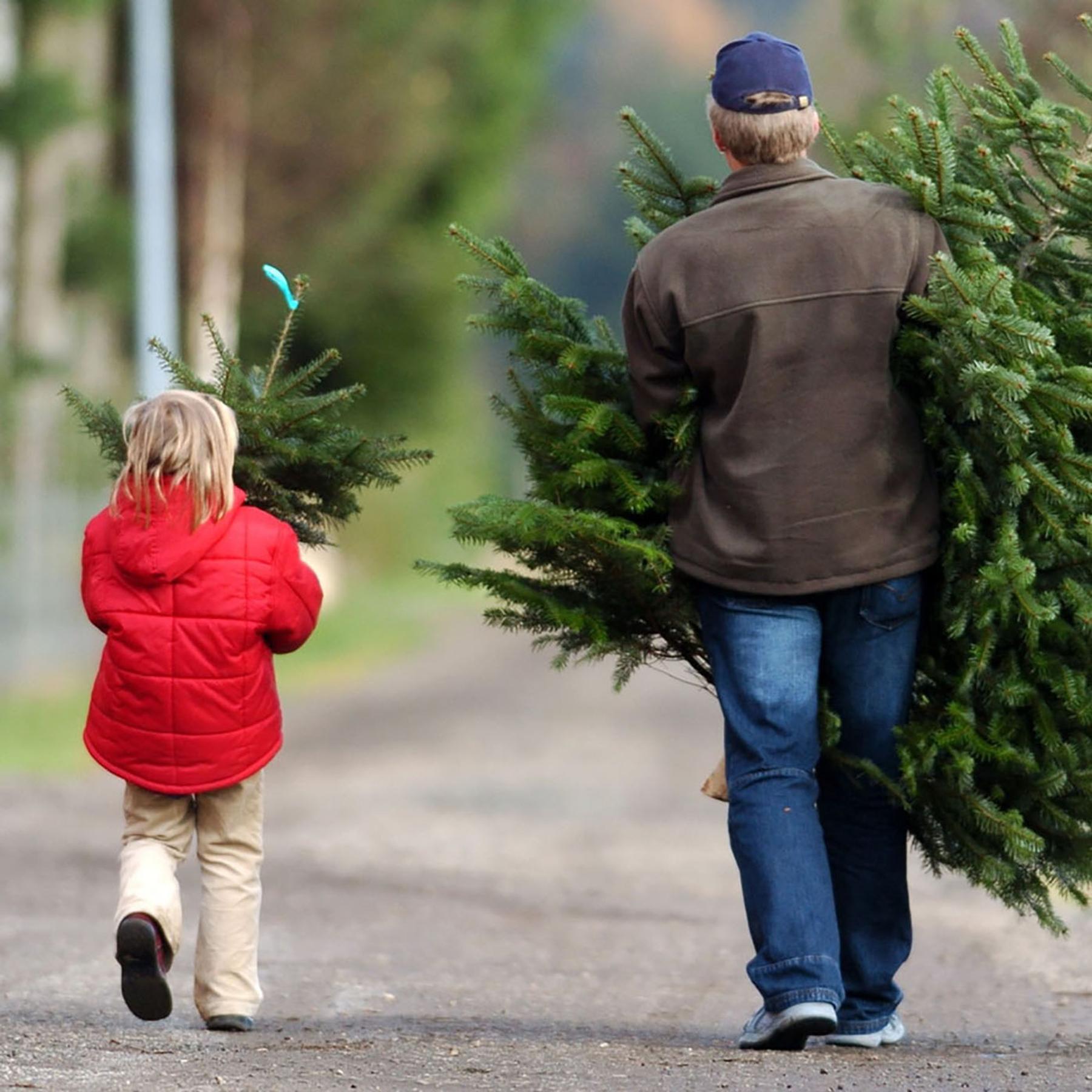 Ooooh Tannenbaum: Dein Baum, das unbekannte Wesen