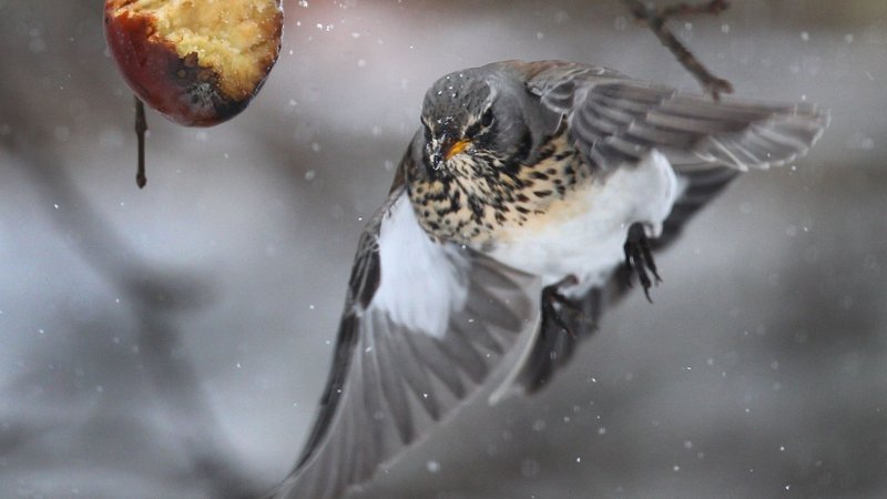 Eine Drossel steuert in einem Garten auf einen Apfel zu. | Bild: picture alliance / dpa | Karl-Josef Hildenbrand Eine Drossel steuert in einem Garten auf einen Apfel zu.