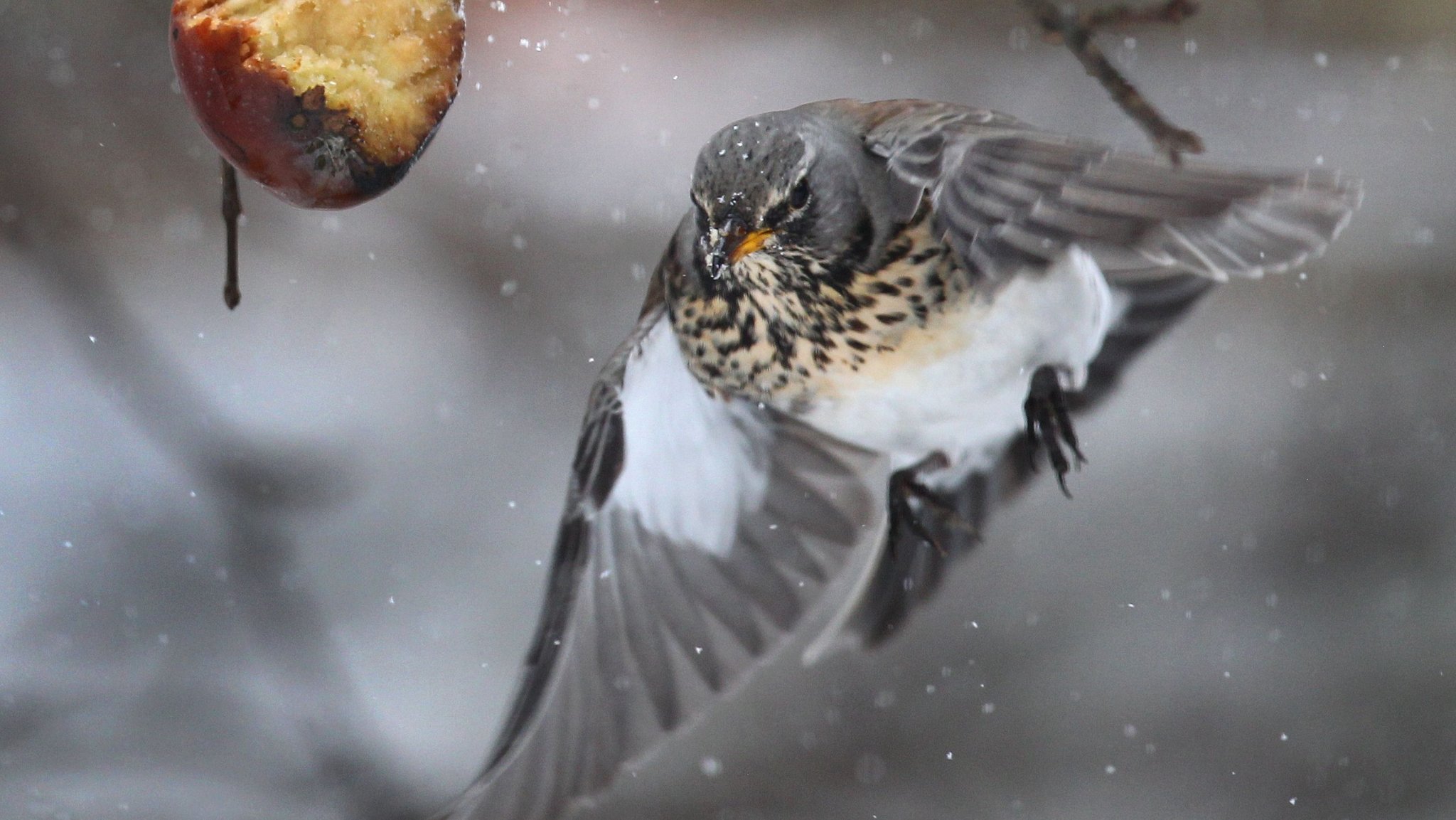 Zwitschern im Garten: "Stunde der Wintervögel" beginnt