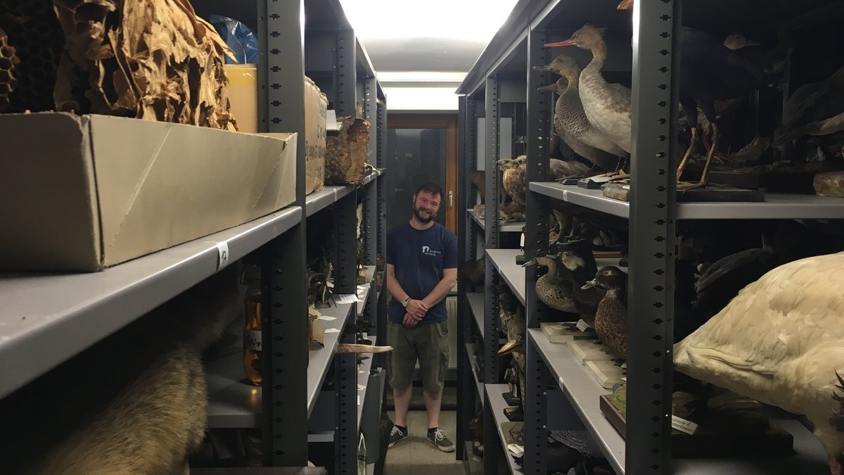 Zoopädagoge Christian Dienemann steht zwischen den Regalen voller ausgestopfter Tiere. 