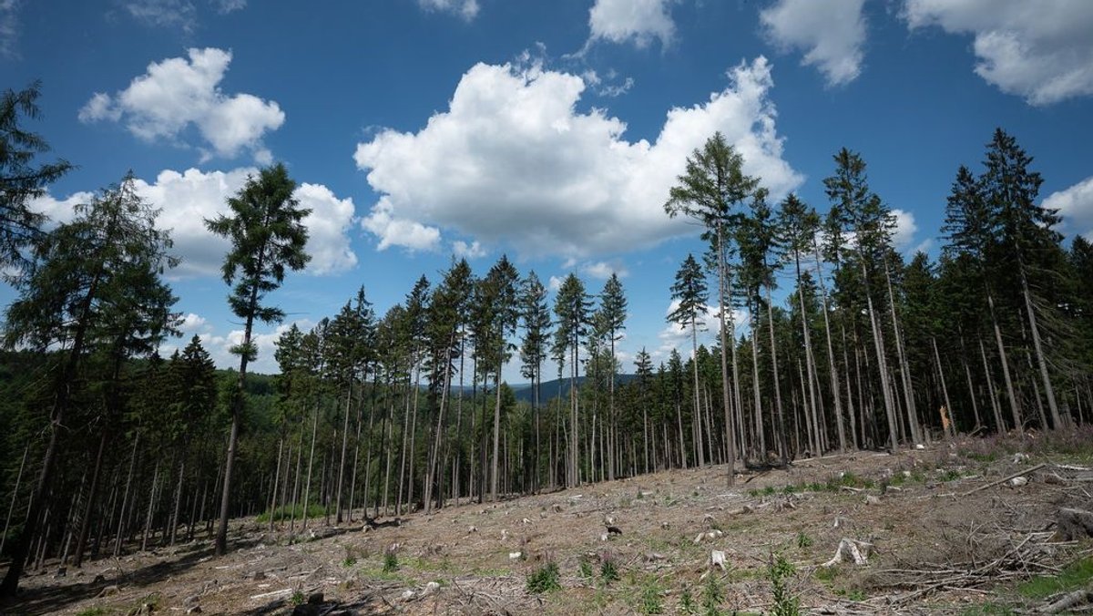 Welche Auswirkungen hat der Klimawandel auf unterfränkische Wälder? Damit beschäftigen sich fränkische Forstleute bei einem Workshop.