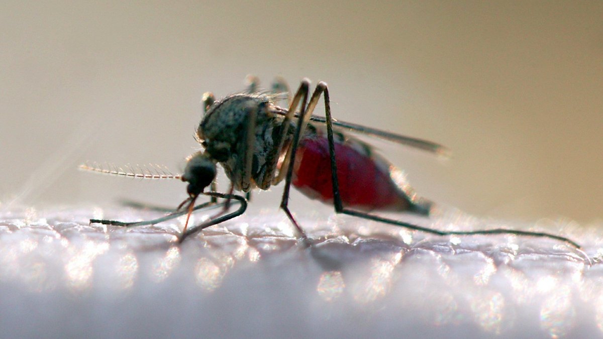 #Faktenfuchs: Warum stechen Mücken manche Menschen lieber?