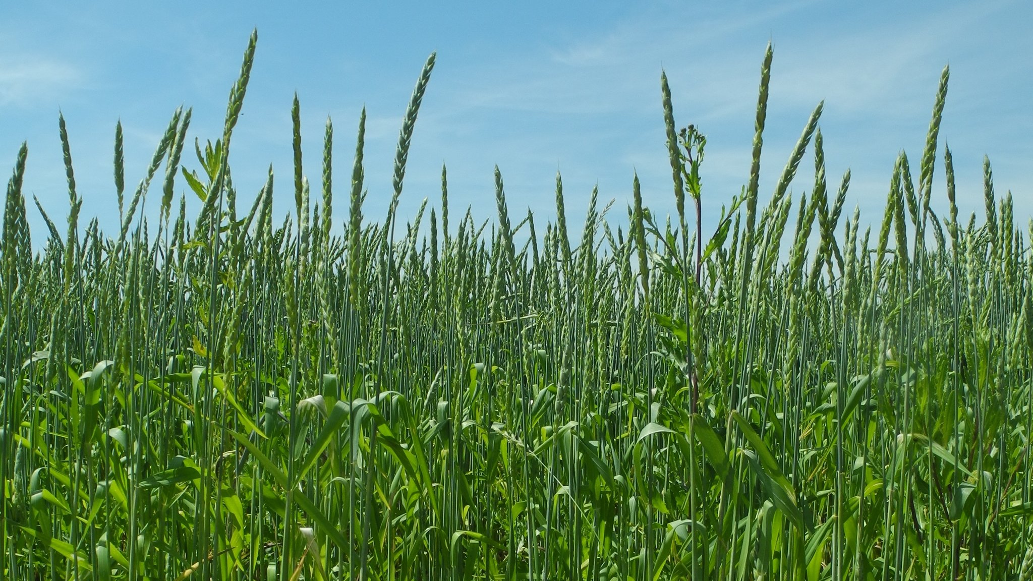 Grüne Dinkelpflanzen mit den oberen Blättern und den Ähren vor einem blauen Himmel