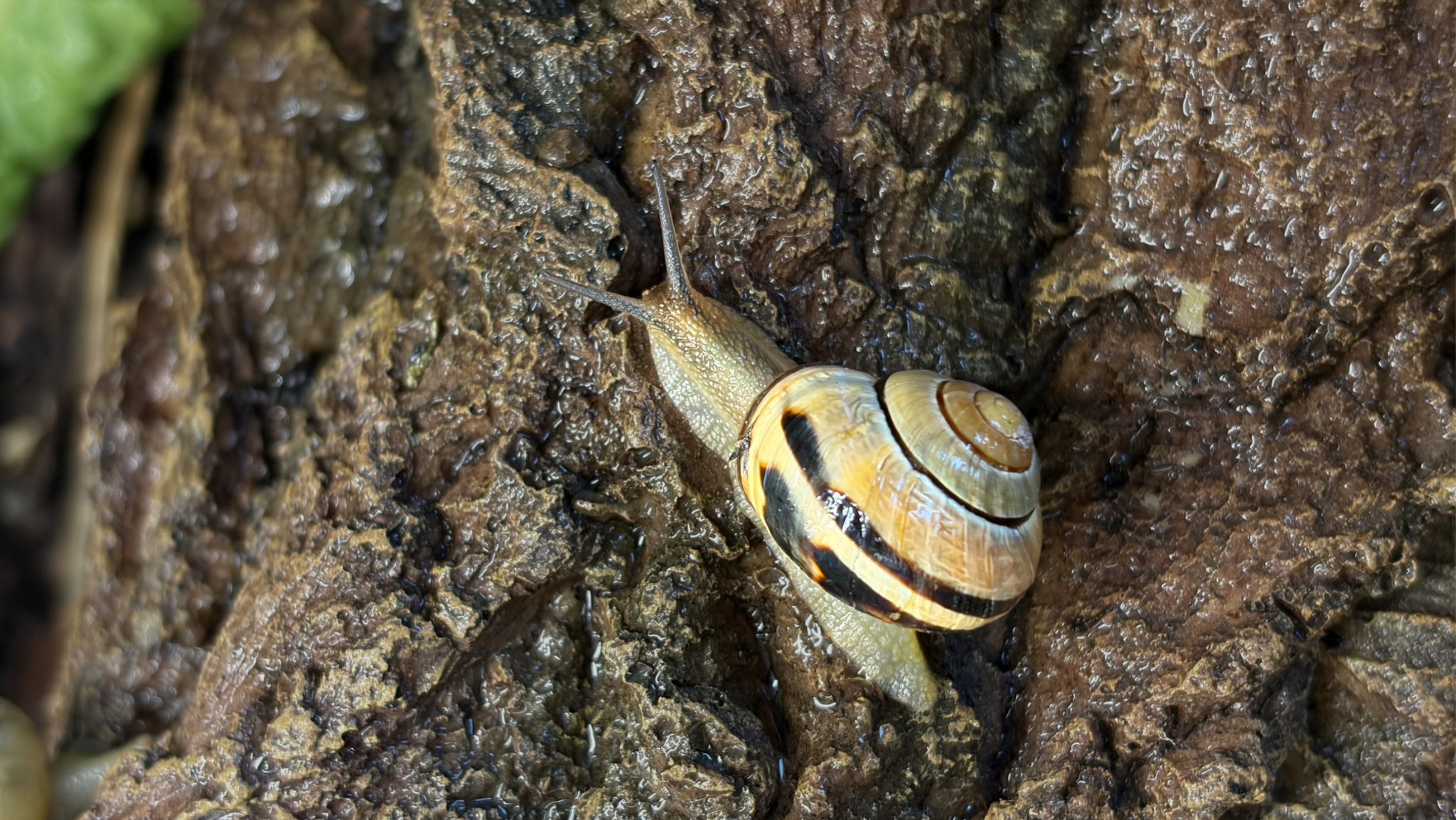 Die gewöhnliche Bänderschnecke oder auch Hain-Bänderschnecke produziert mehrere verschiedene Schleimarten.