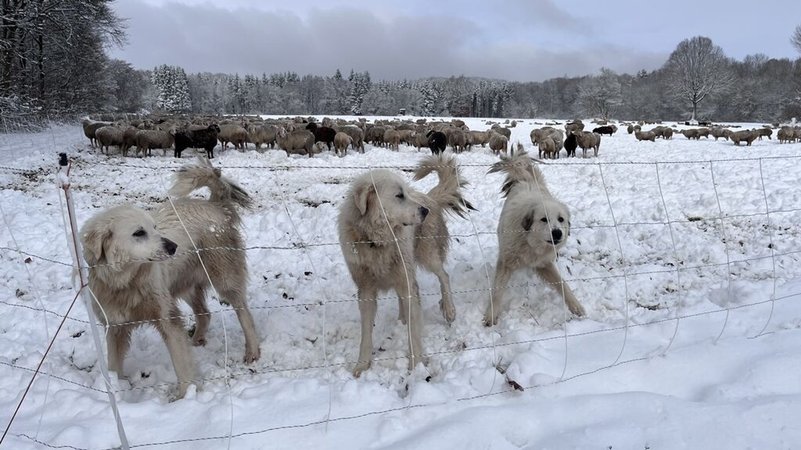 Herdenschutzhunde bei Schafherde im Schnee in der Rhön