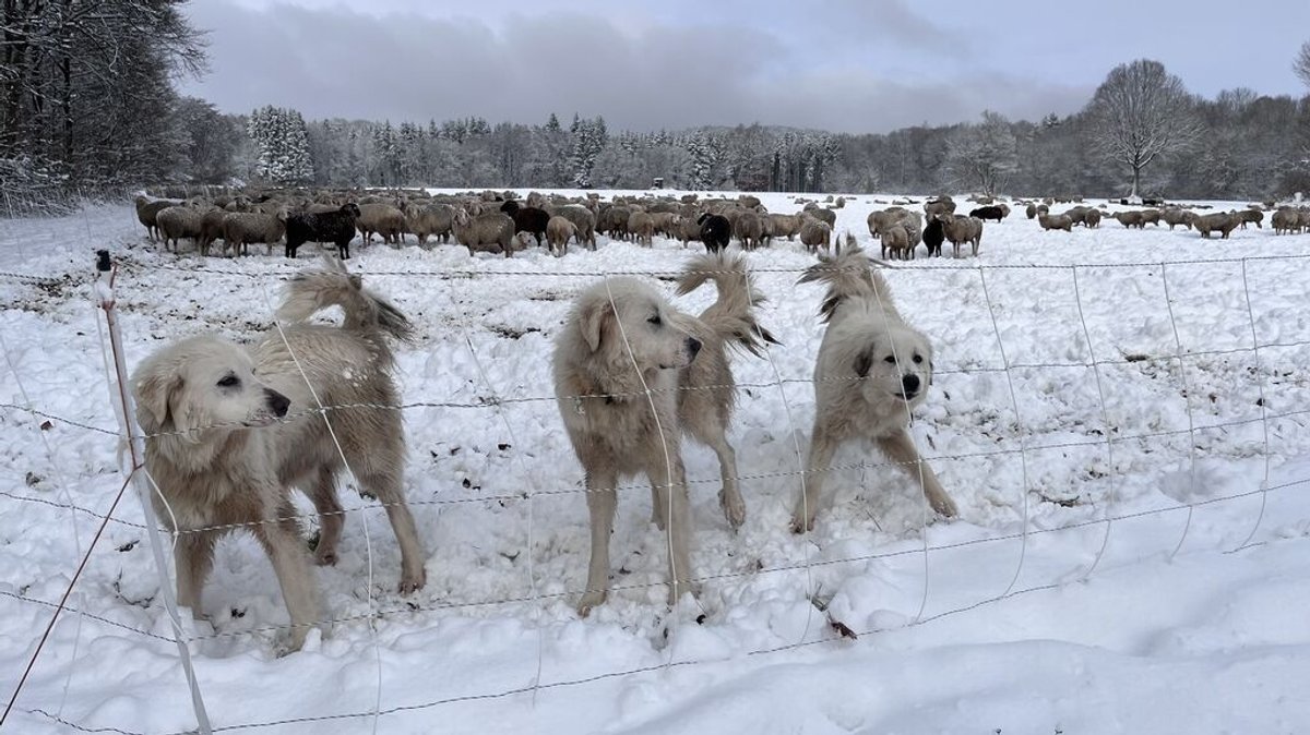 Herdenschutzhunde bei Schafherde im Schnee in der Rhön | Bild: BR/Christoph Schneider Herdenschutzhunde bei Schafherde im Schnee in der Rhön