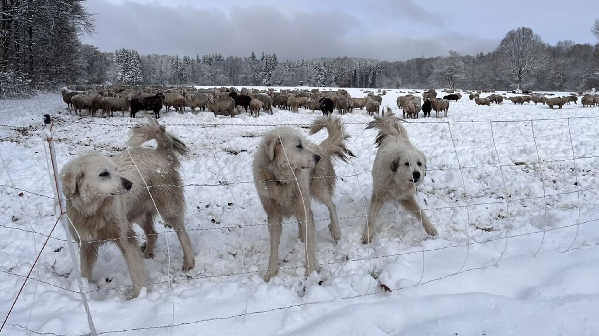 Schutz vor Wölfen: Herdenschutzhunde für Schafe in der Rhön