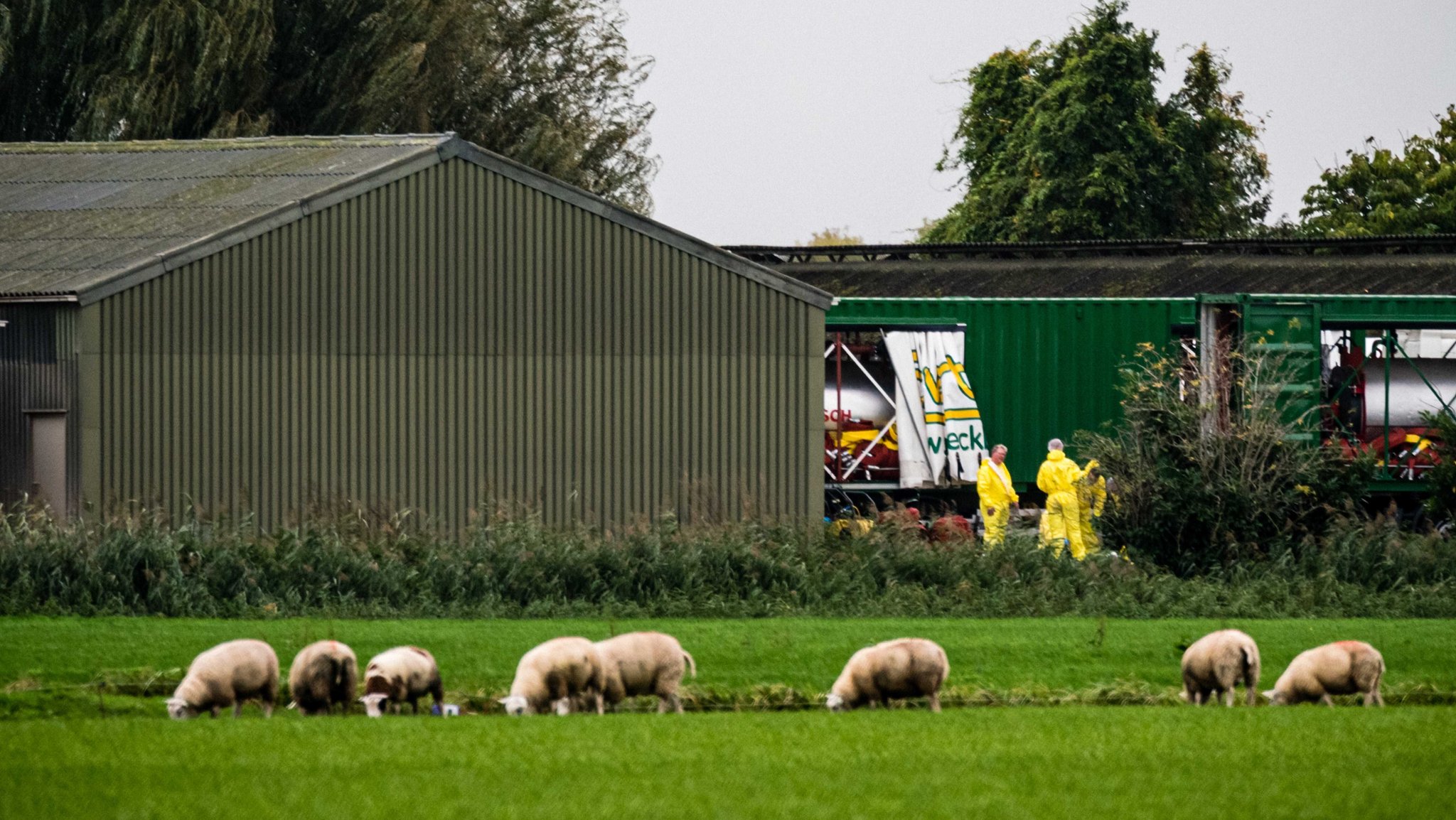 Erstmals Vogelgrippe bei Schaf nachgewiesen