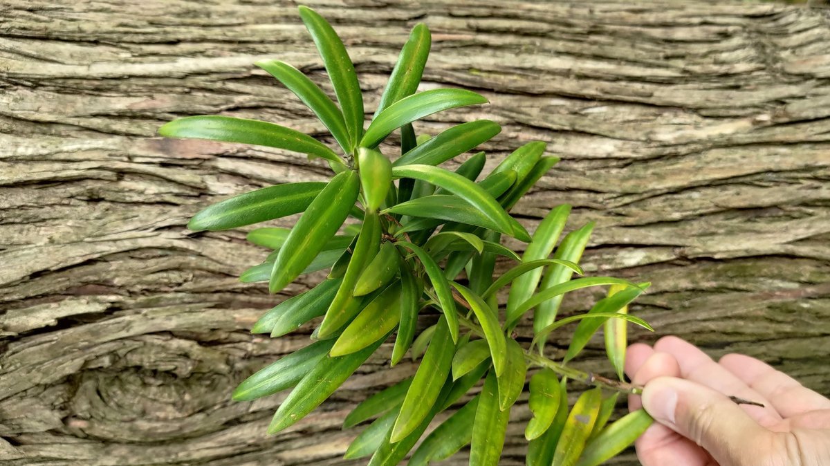 Stamm und Blätter einer der vier in Südafrika vorkommenden Podocarpus-Arten.