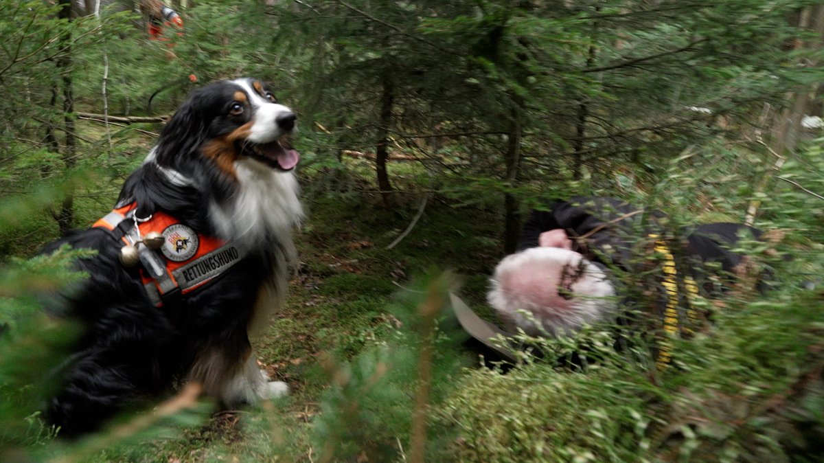 Ein Rettungssuchhund findet bei einer Übung einen "hilflosen" Mann im Wald