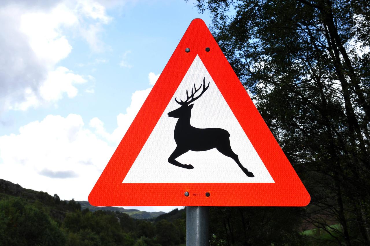 Warnschild Wildwechsel. 