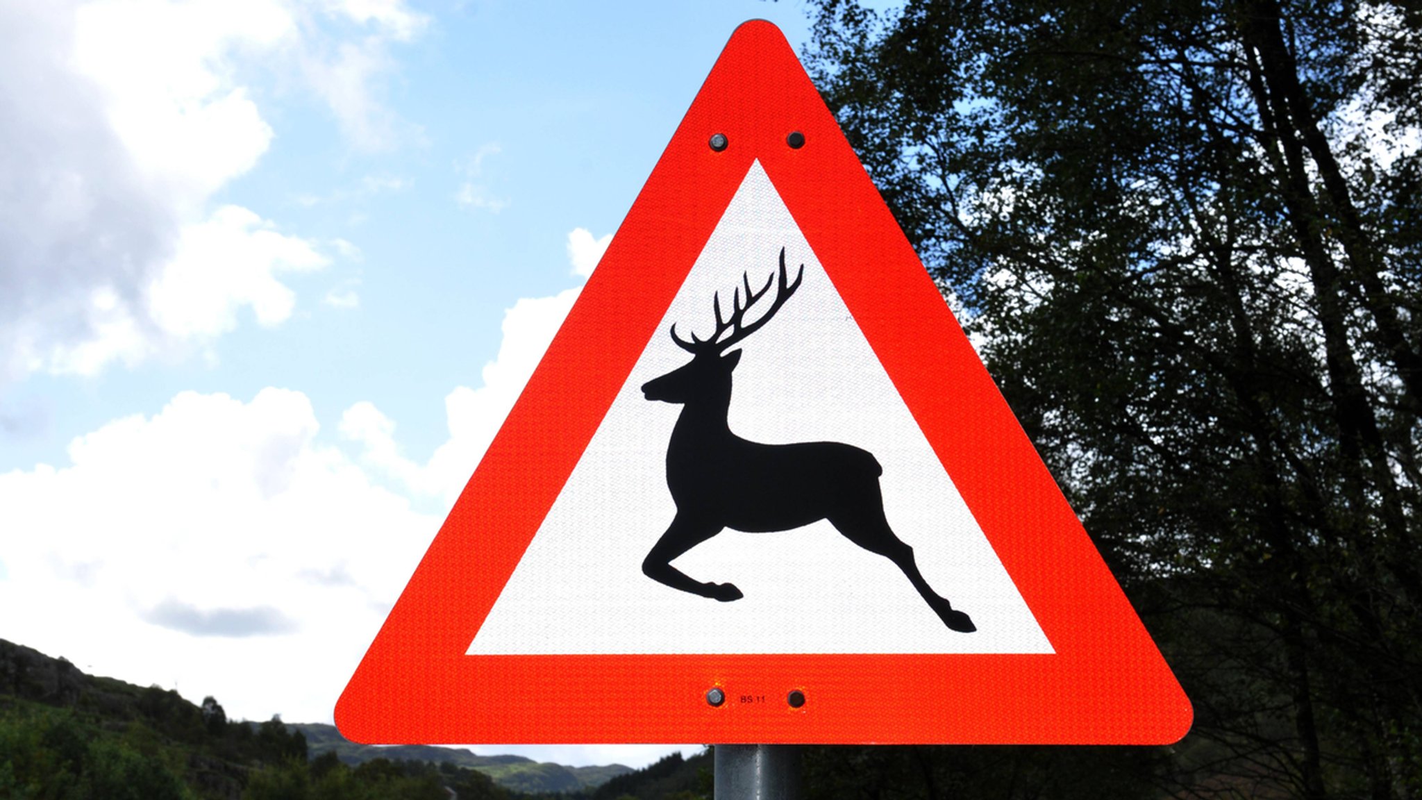 Warnschild Wildwechsel. 