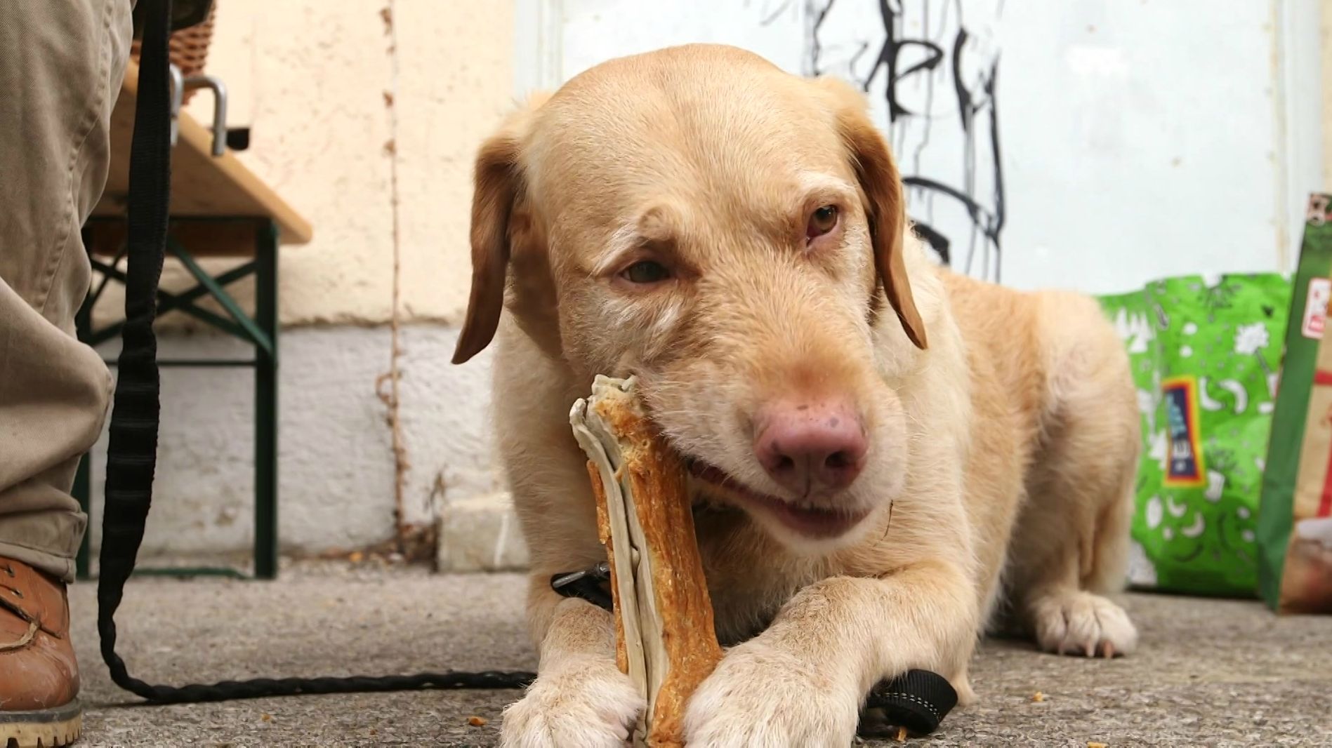 Tiertafel München Weihnachtliche Spenden Für Hund Katze