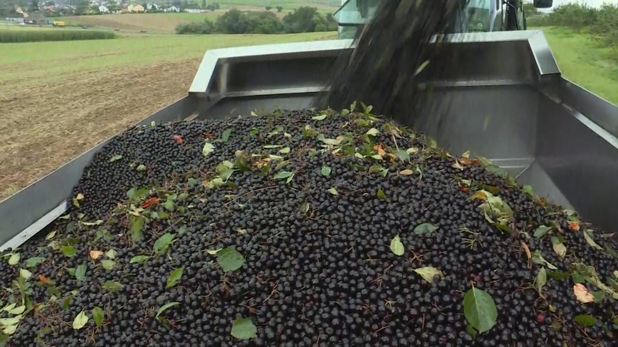 Unterfränkische Aroniabeeren-Ernte mit Verspätung gestartet