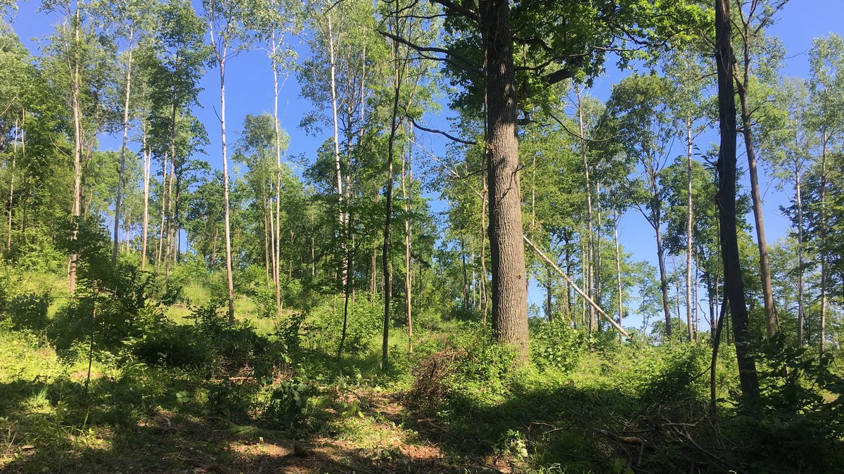 Mittelwald: Alte Waldbau-Technik für sterbende Wälder?