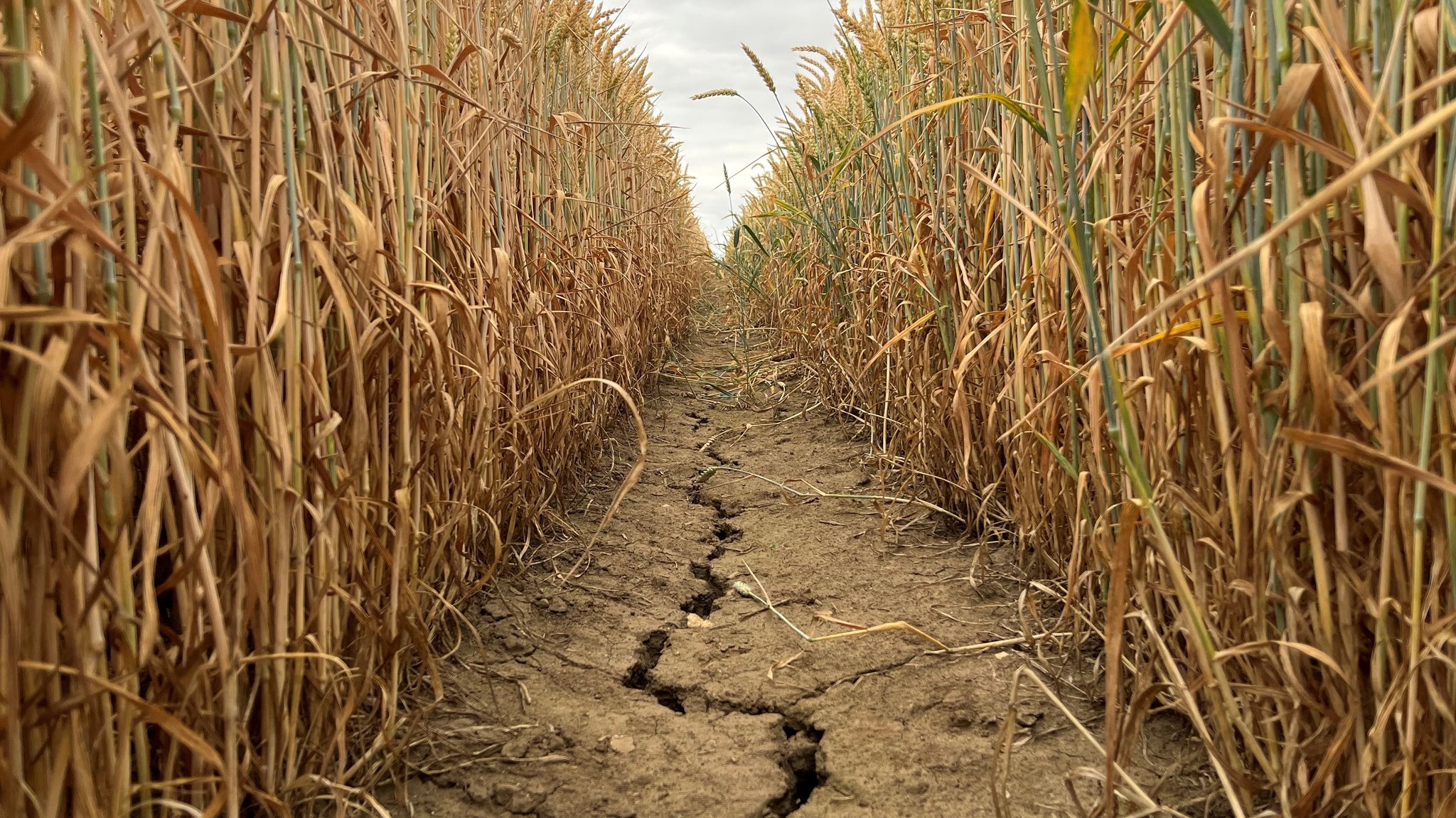 Folge der Trockenheit: Breite Risse im Weizenfeld von Landwirt Karlheinz Götz.