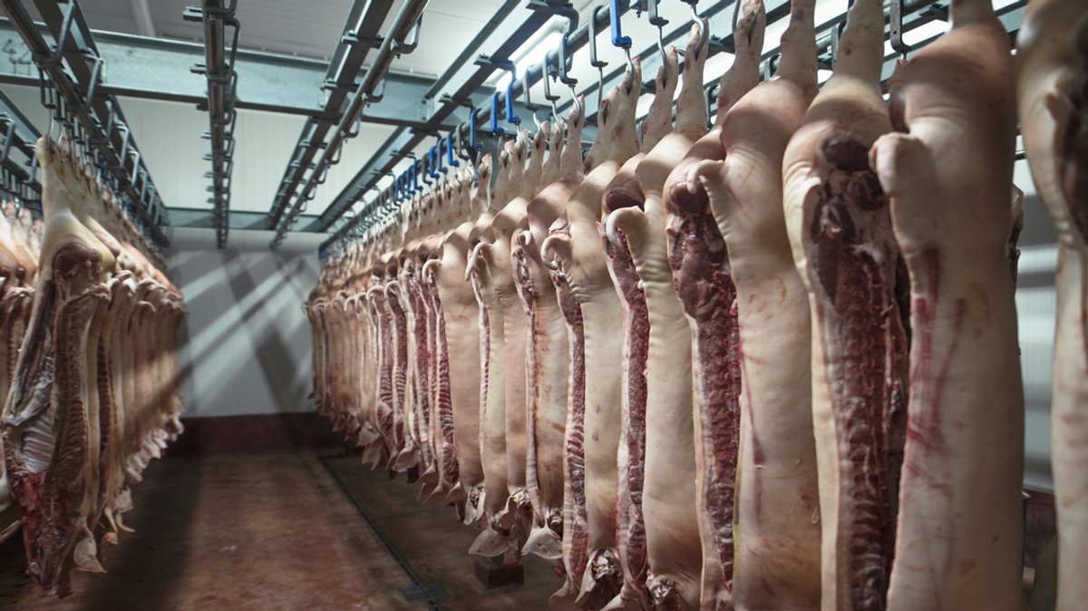 Aschaffenburger Schlachthof: Verdacht auf Tierschutzverstöße