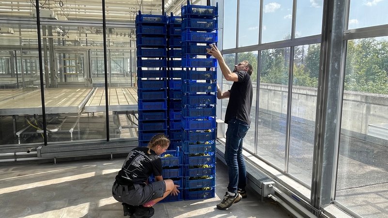 Weil der Klimawandel die Bedingungen im Weinberg für Dessertweine erschwert, trocknet die Landesanstalt ihren Silvaner nun im Gewächshaus. | Bild: BR/Frank Breitenstein Weil der Klimawandel die Bedingungen im Weinberg für Dessertweine erschwert, trocknet die Landesanstalt ihren Silvaner nun im Gewächshaus.