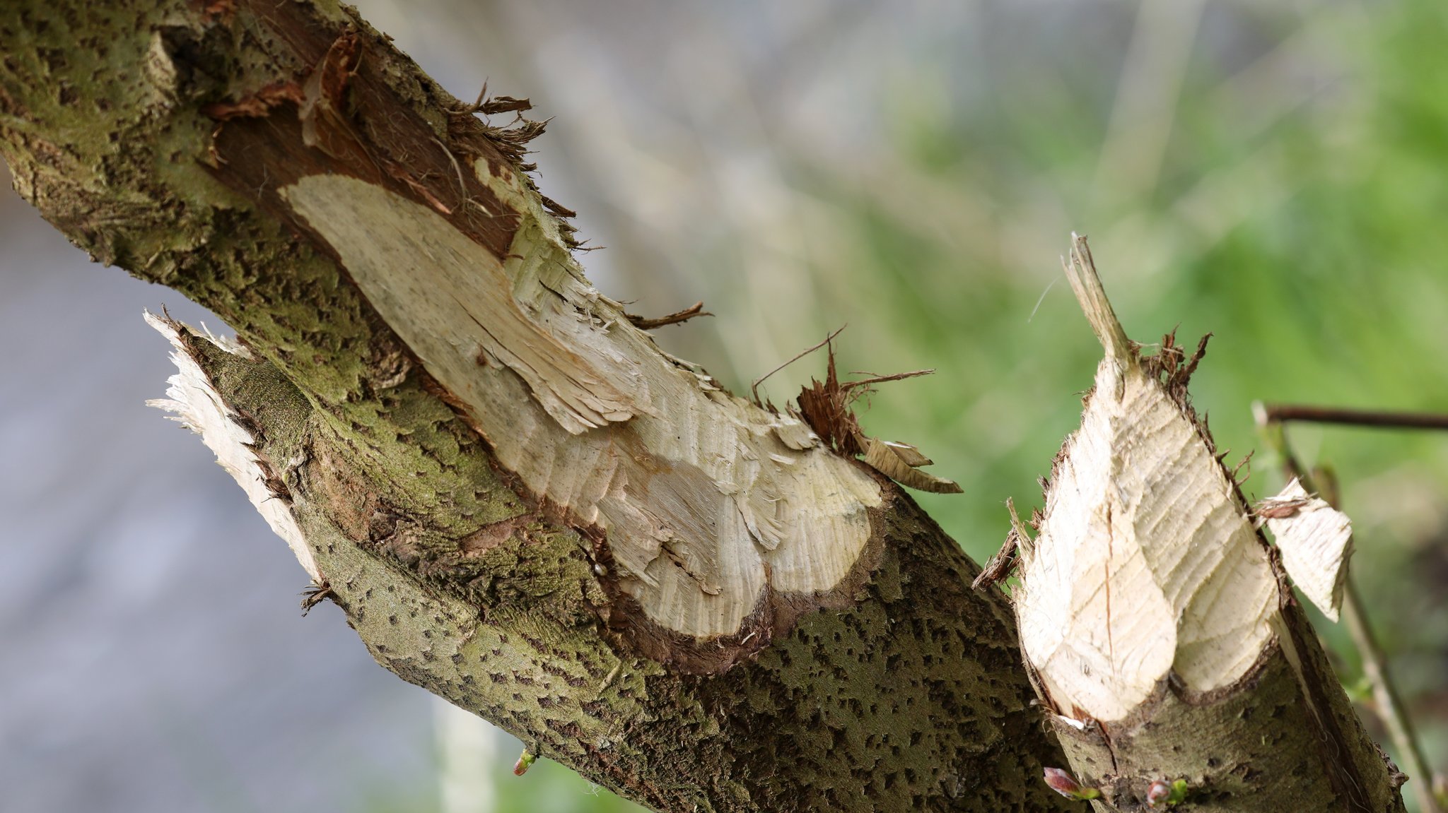 Ein vom Biber abgenagter Baum.