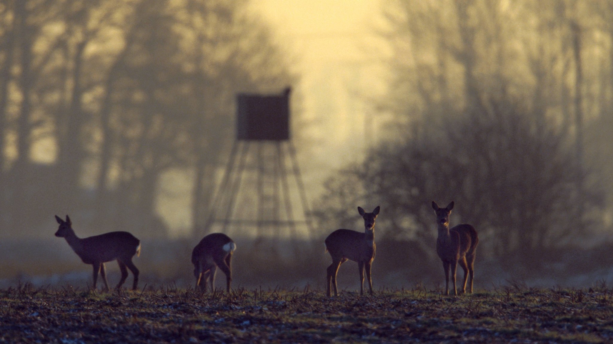 Rehe vor einem Hochsitz.