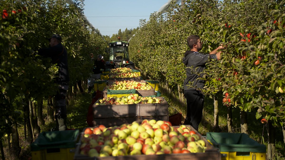 30.000 Bäume – Apfelernte in Polsingen nur durchschnittlich