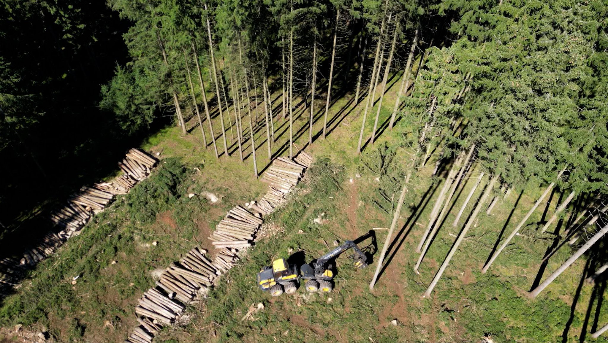 Forstwirtschaft: Zwischen Borkenkäfer und Preisschwankungen 