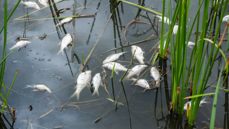 Tote Fische treiben an der Wasseroberfläche. | Bild: stock.adobe.com/Jenwit Tote Fische treiben an der Wasseroberfläche.