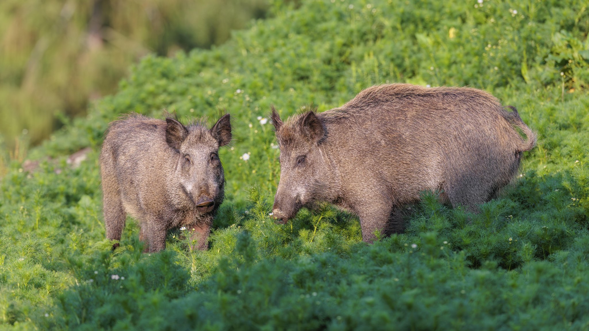 Zwei Wildschweine in einem Feld mit wilder Kamille