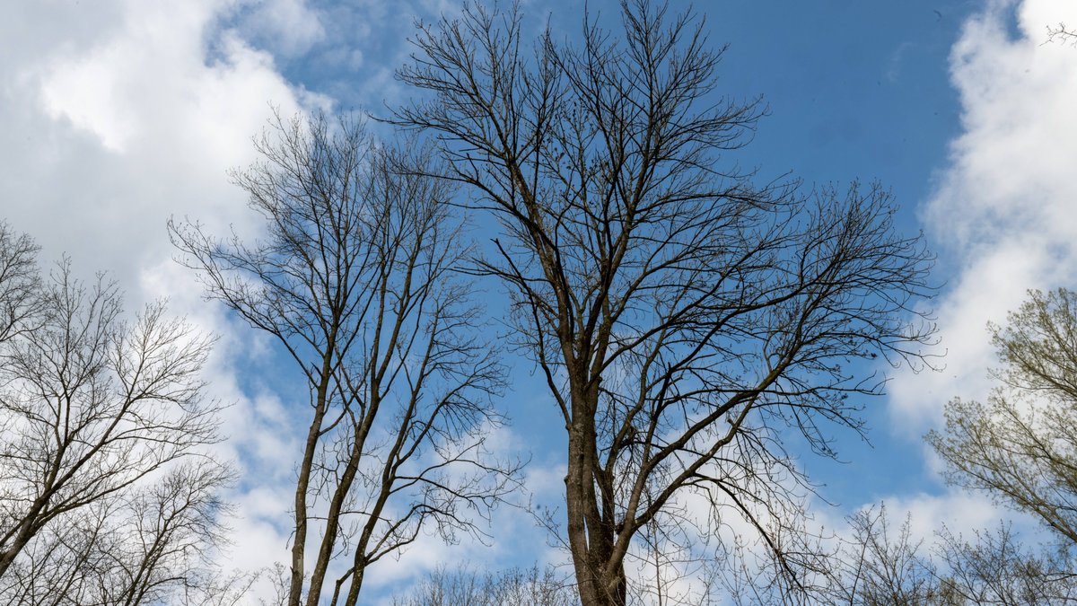 Eschentriebsterben: Umstürzender Baum verletzt Seniorin