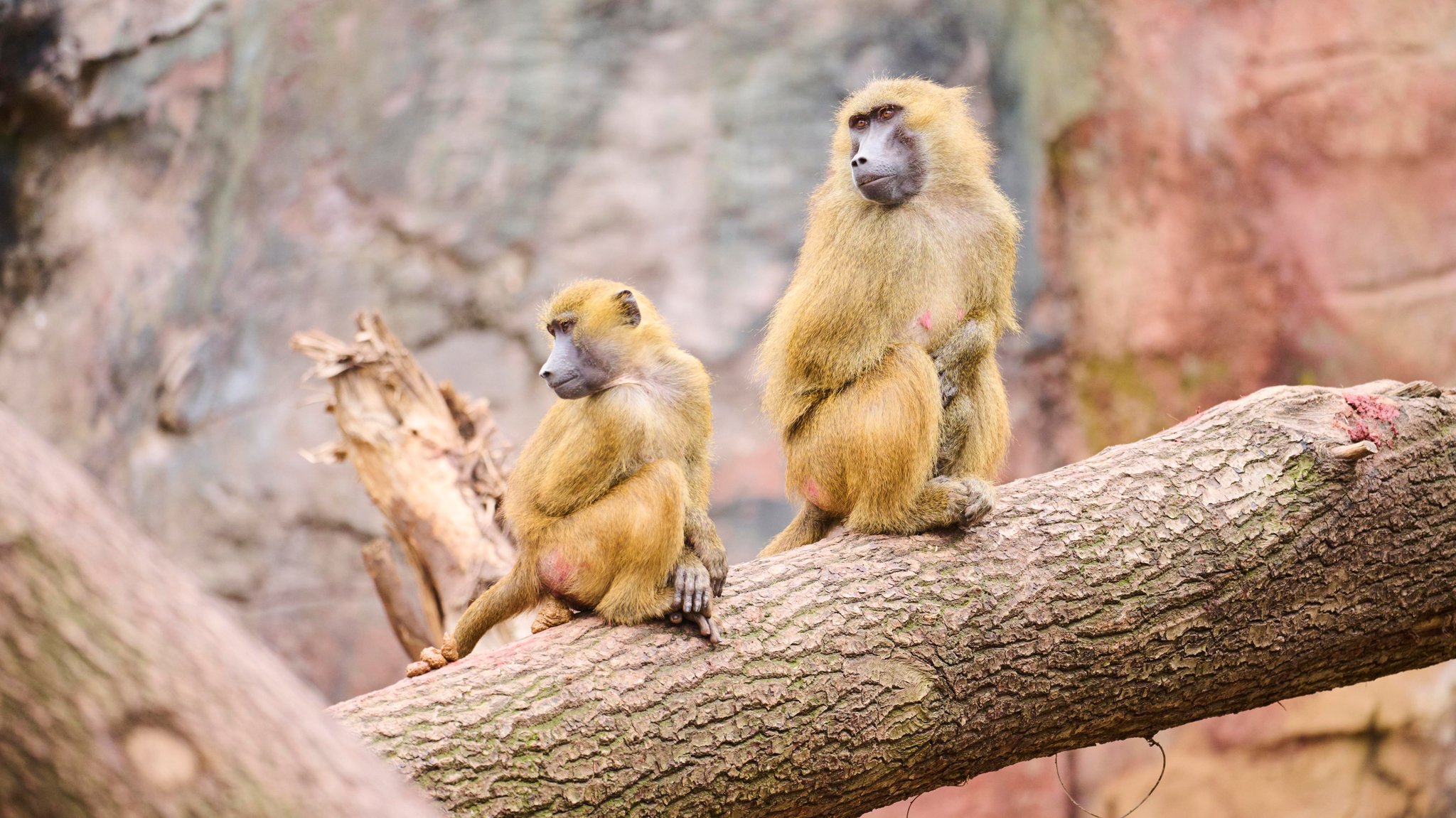 Zu viele Paviane im Tiergarten Nürnberg: Zucht als "Dilemma"