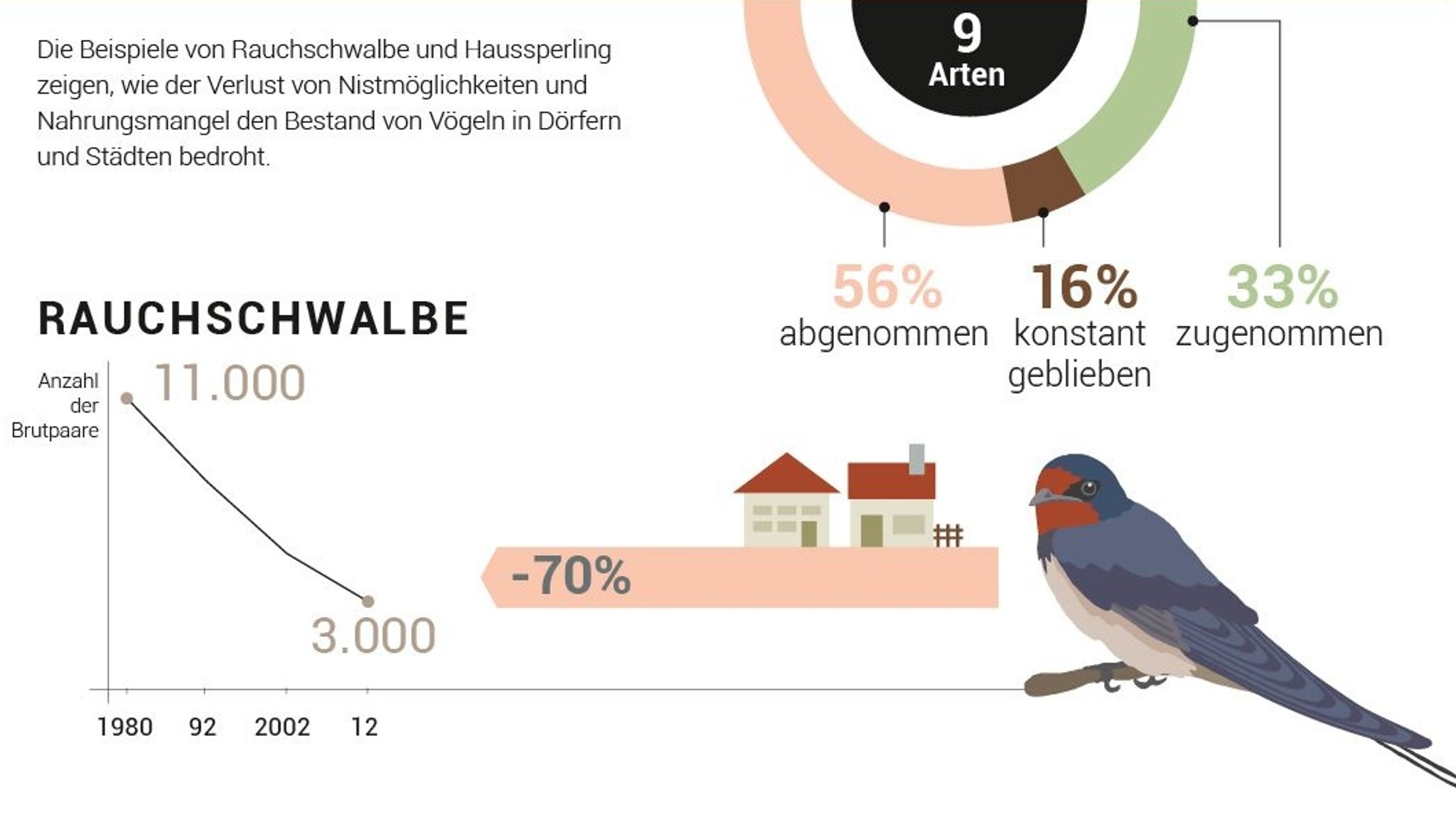 In Städten und Dörfern gibt es auch immer weniger Rauchschwalben.