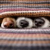Haustiere in Deutschland - Wie gut geht es unseren Schützlingen? | Bild: stock.adobe.com/Javier brosch