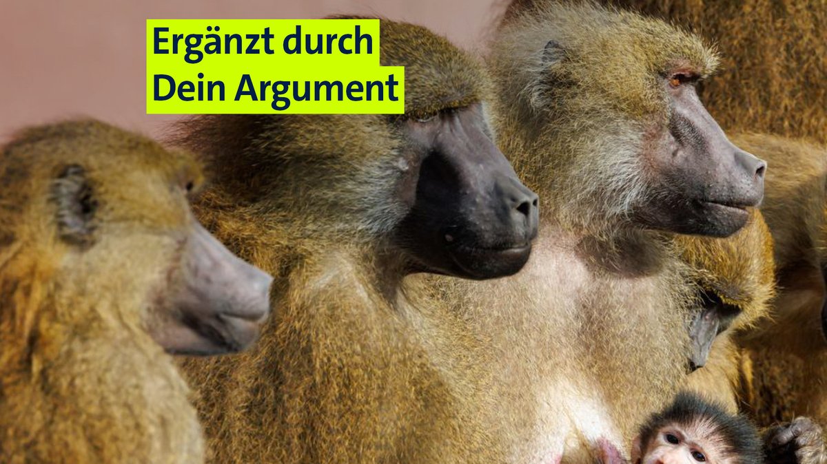 Paviane in Nürnberg: Abschuss wird immer wahrscheinlicher