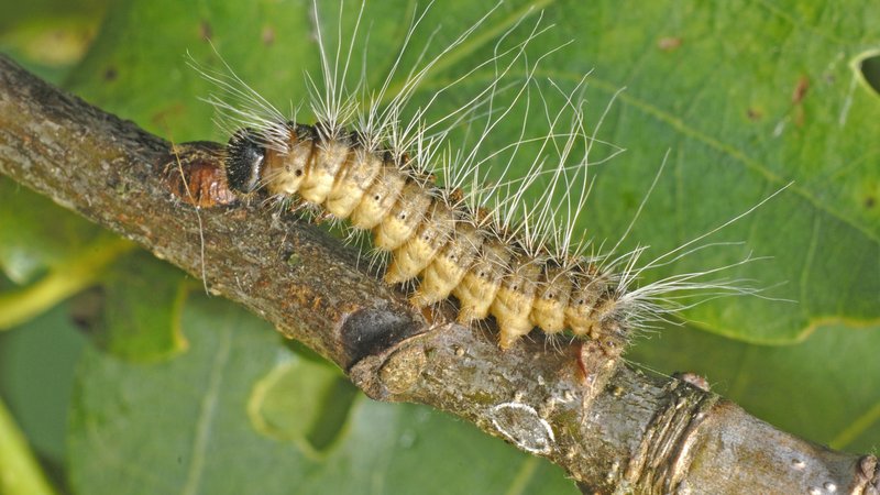 Die Raupe eines Eichenprozessionsspinners auf einem Ast | Bild: picture alliance/WILDLIFE Die Raupe eines Eichenprozessionsspinners auf einem Ast