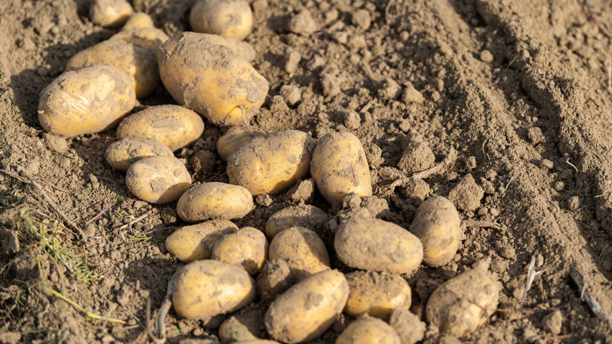 Schilf-Glasflügelzikade bedroht Kartoffelanbau in Bayern