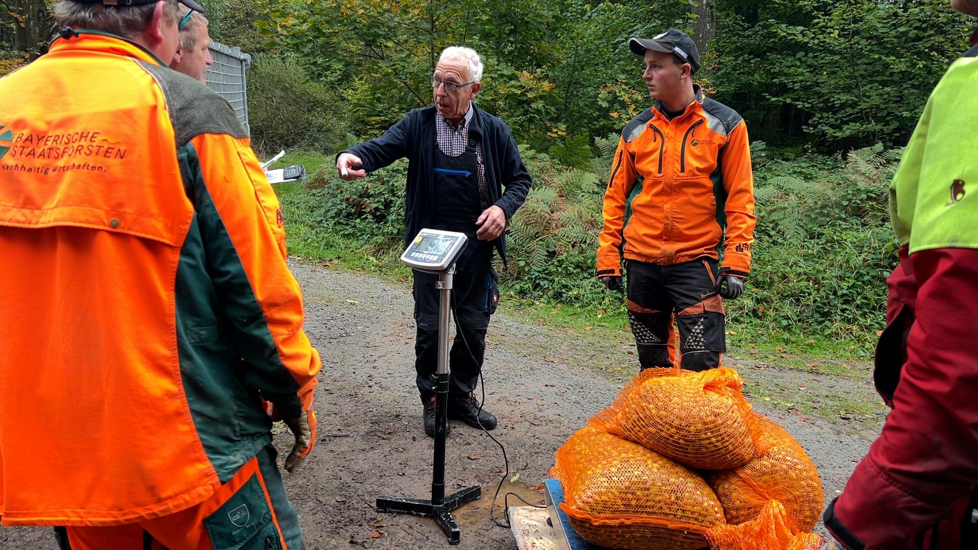 Säckeweise sammeln viele Menschen im Spessart im Herbst Eicheln.