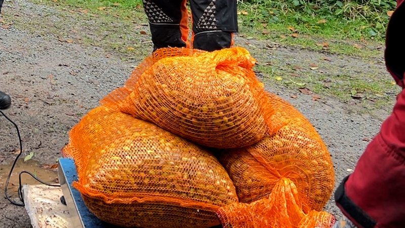Säckeweise sammeln viele Menschen im Spessart im Herbst Eicheln. | Bild: BR/Barbara Ecke Säckeweise sammeln viele Menschen im Spessart im Herbst Eicheln.